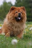 CHOW CHOW 477